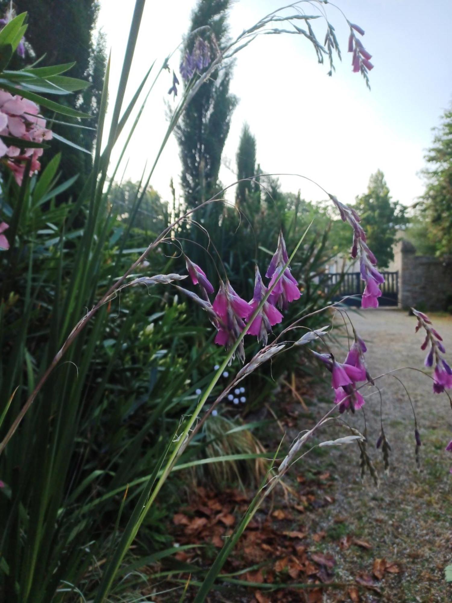 Le Banellou Bed & Breakfast Quimper Dış mekan fotoğraf